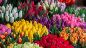 Buquê de tulipas coloridas em vermelho, amarelo, branco e roxo representando a riqueza das flores durante a Tulipomania na Holanda do século XVII